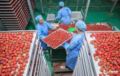 聞喜縣陽隅鎮(zhèn) 深加工賦能鮮果產(chǎn)業(yè)，小水果撬動(dòng)鄉(xiāng)村大振興